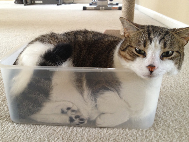 Proof that all cats are actually liquid.