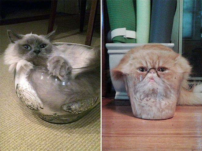 Proof that all cats are actually liquid.