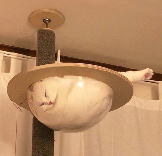 Proof that all cats are actually liquid.