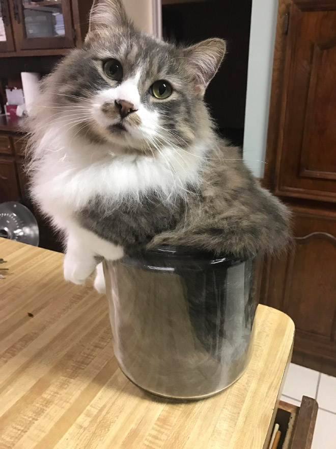 Proof that all cats are actually liquid.