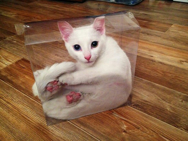 Proof that all cats are actually liquid.