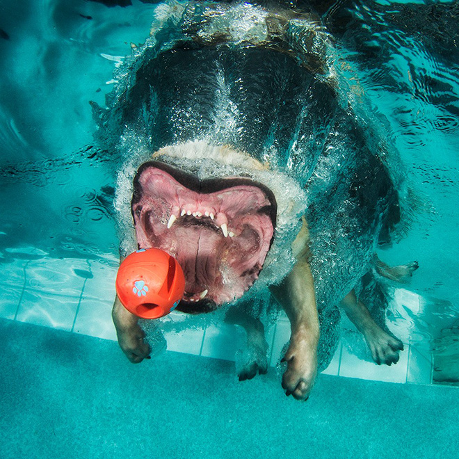 Dog diving for a toy.