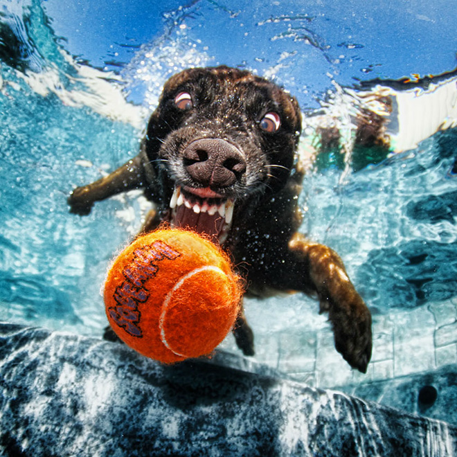 Dog diving for a toy.