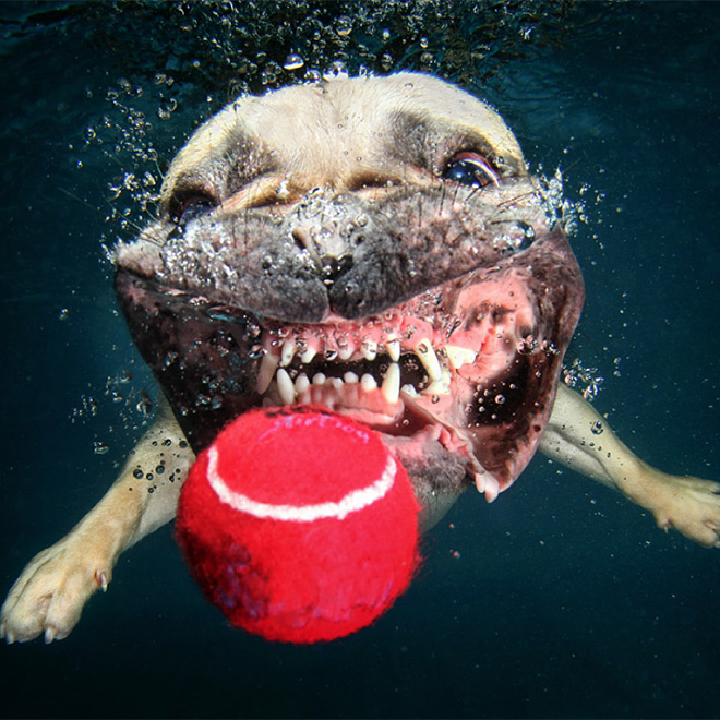 Dog diving for a toy.