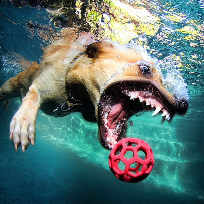 Dog diving for a toy.