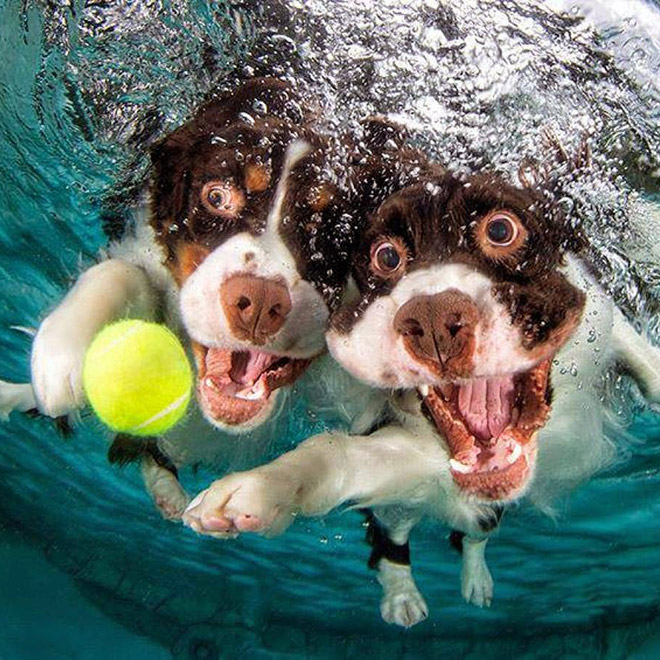 Dog diving for a toy.