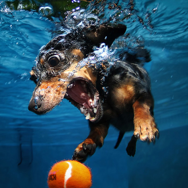 Dog diving for a toy.