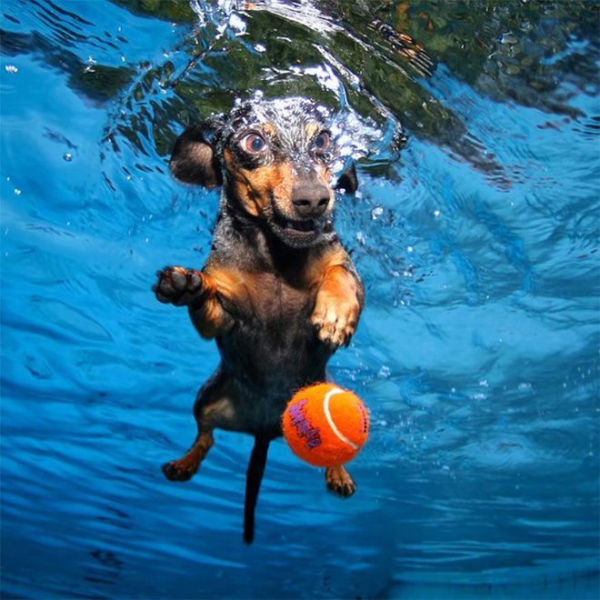 Dog diving for a toy.