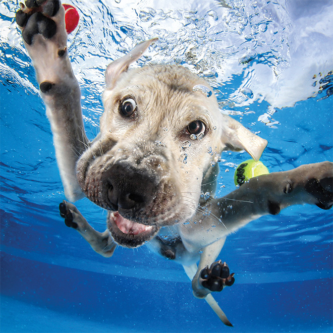 Dog diving for a toy.