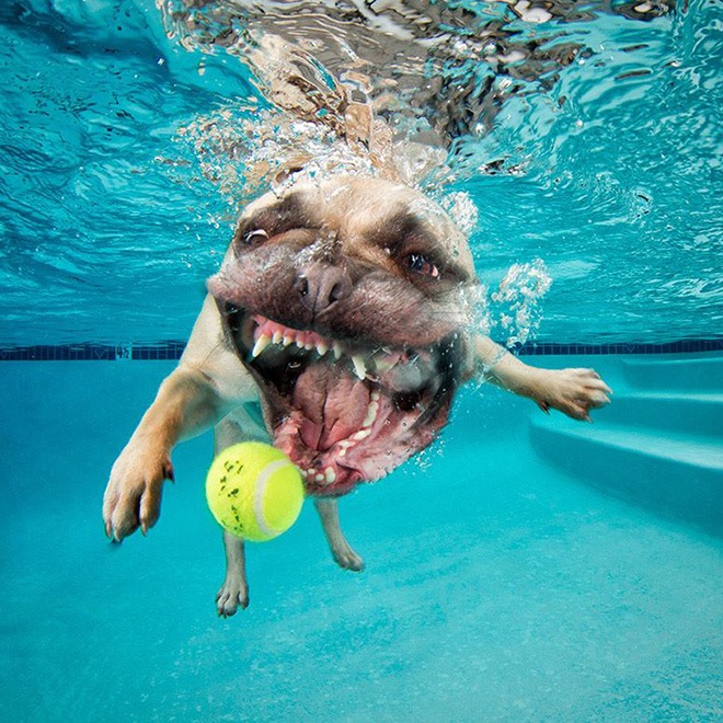 Dog diving for a toy.