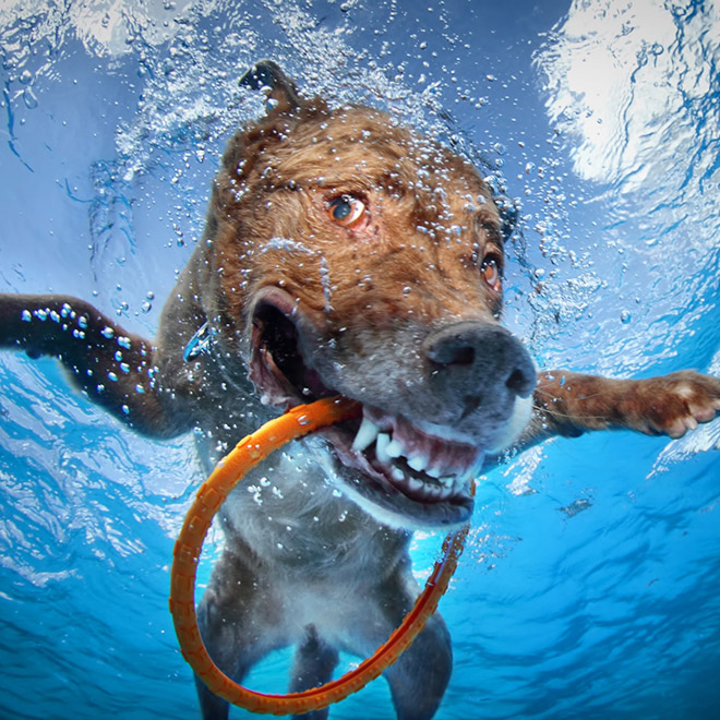 Dog diving for a toy.