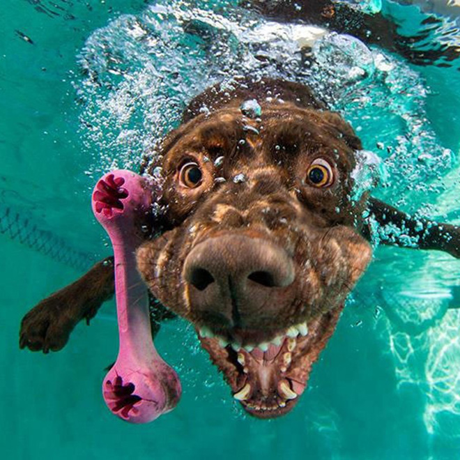 Dog diving for a toy.