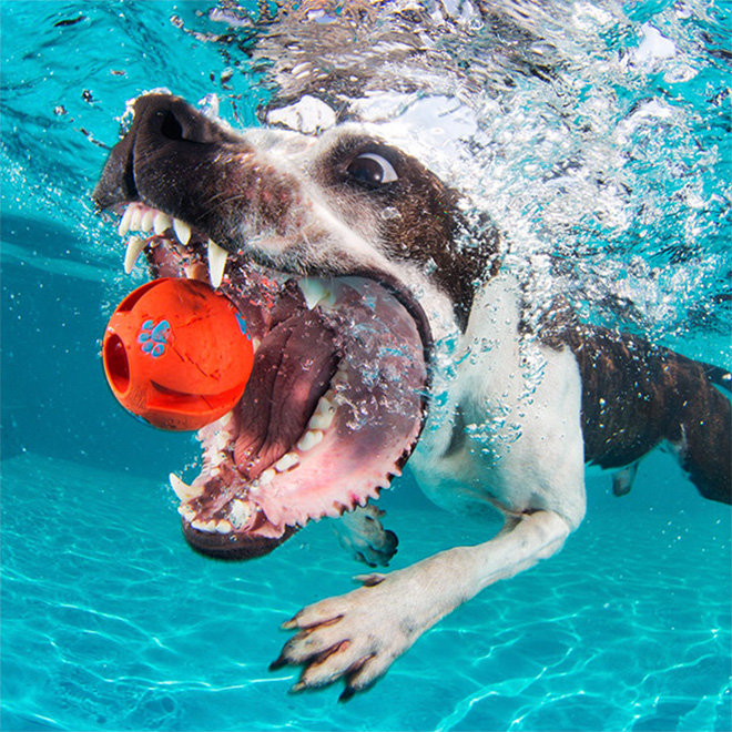 Dog diving for a toy.