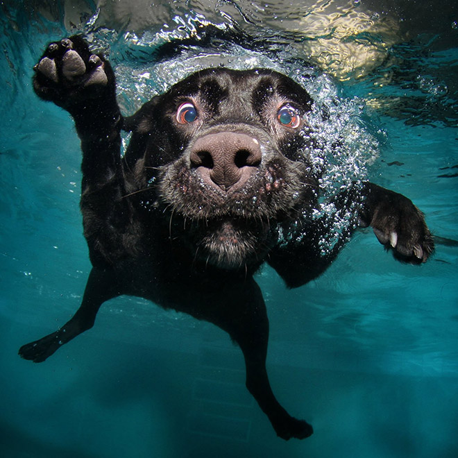 Dog diving for a toy.