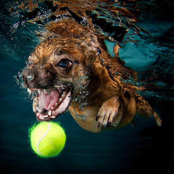 Dog diving for a toy.