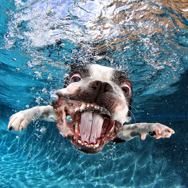 Dog diving for a toy.