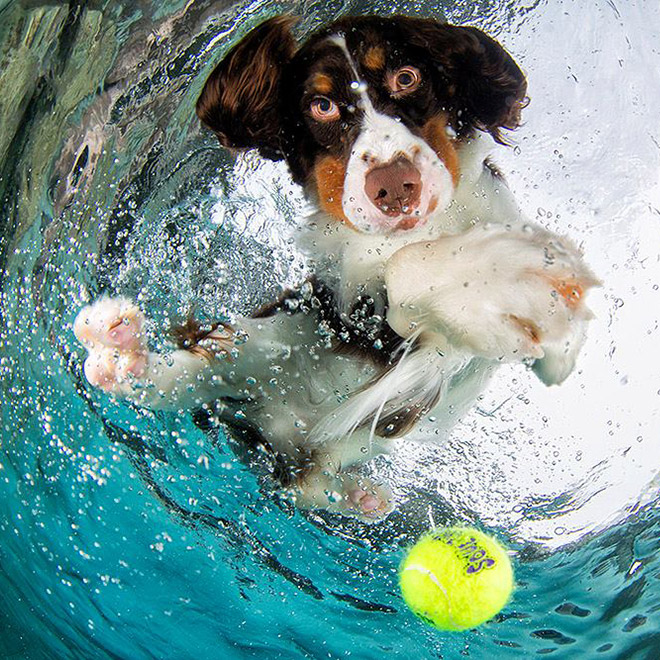 Dog diving for a toy.