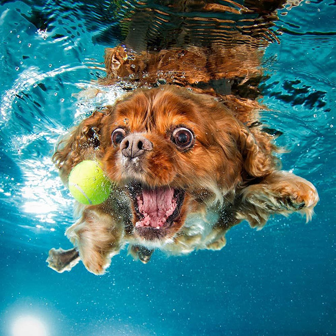 Dog diving for a toy.