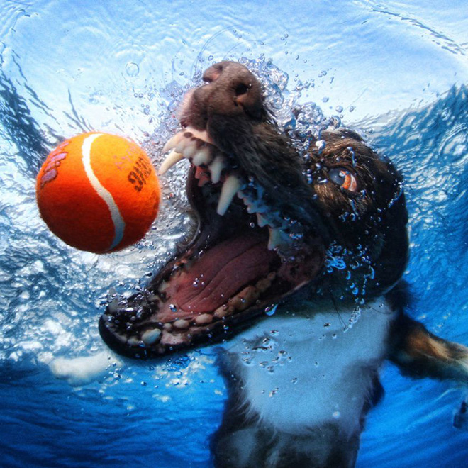 Dog diving for a toy.