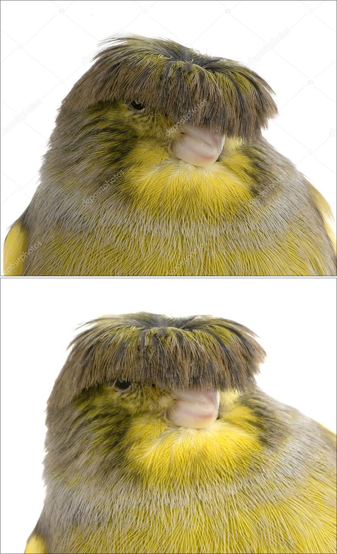 This bird has The Beatles haircut.