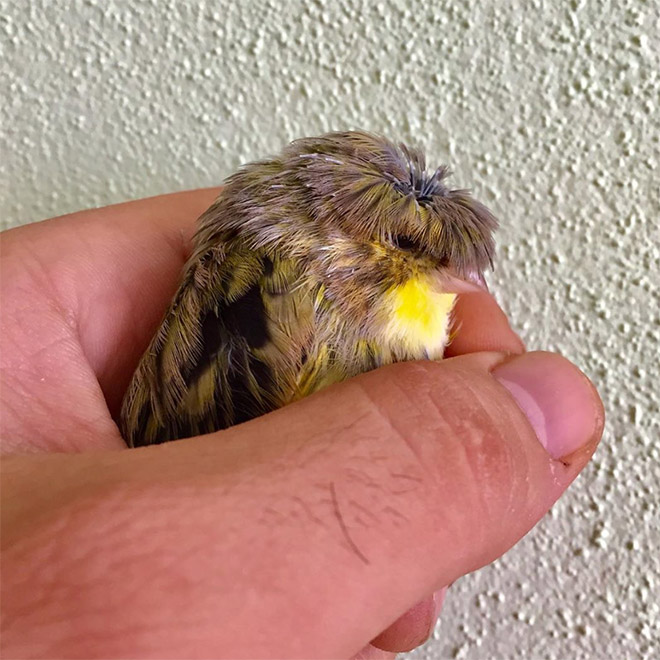 This bird has The Beatles haircut.