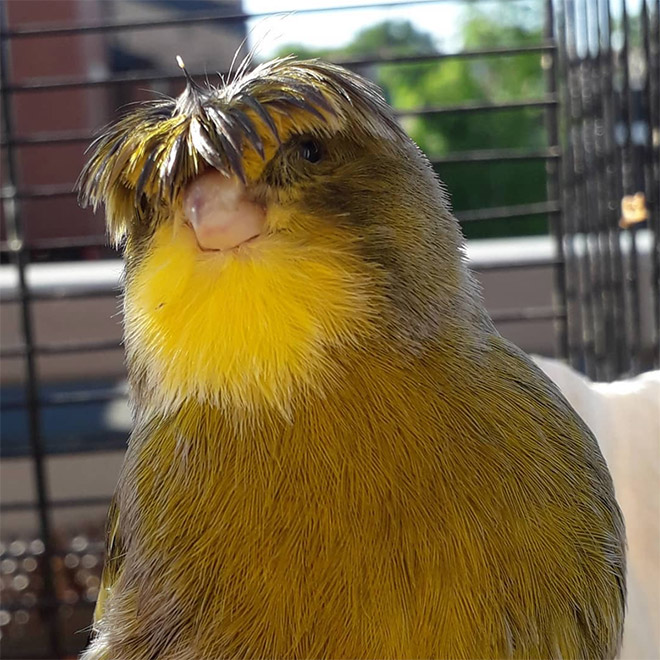 This bird has The Beatles haircut.