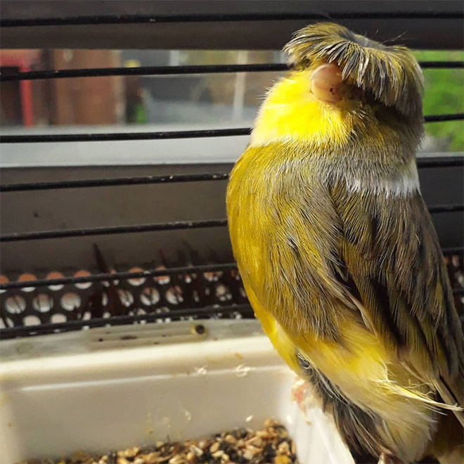 This bird has The Beatles haircut.