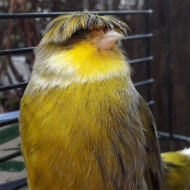 This bird has The Beatles haircut.