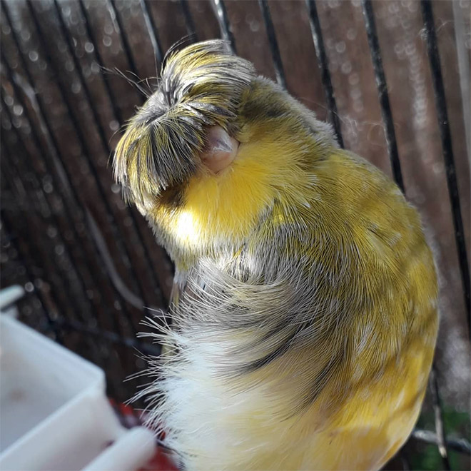 This bird has The Beatles haircut.