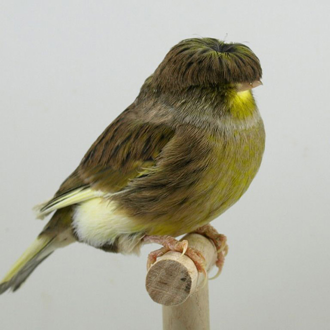 This bird has The Beatles haircut.