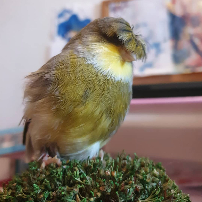 This bird has The Beatles haircut.