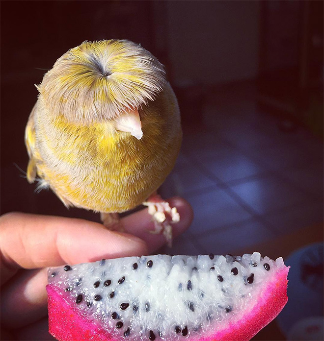 This bird has The Beatles haircut.