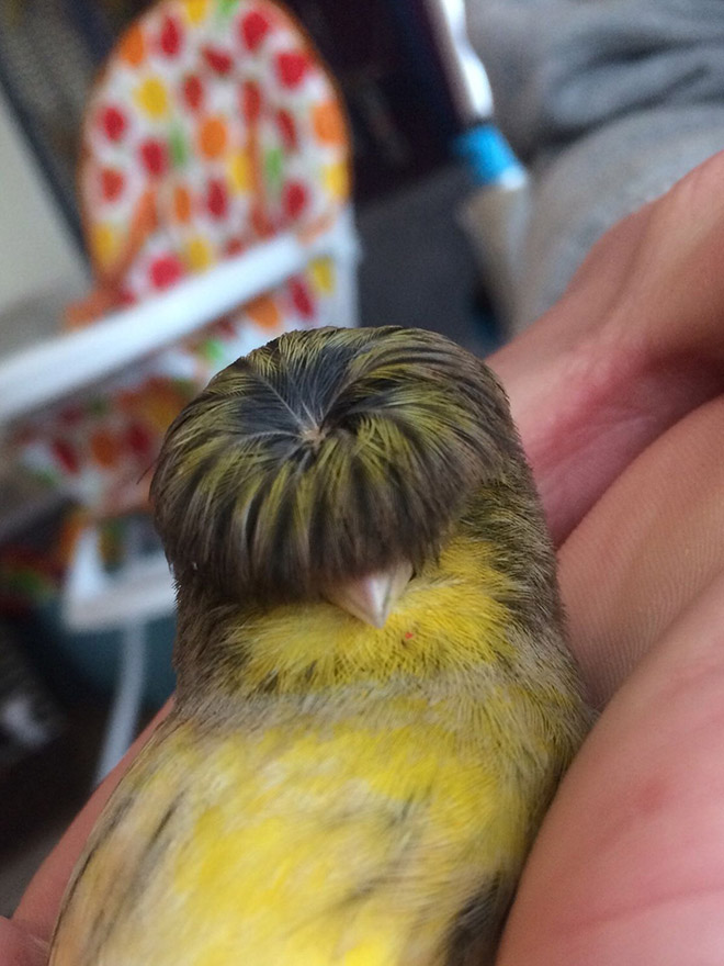 This bird has The Beatles haircut.