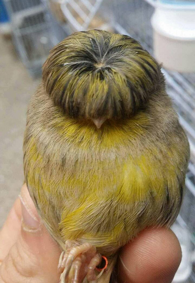 This bird has The Beatles haircut.