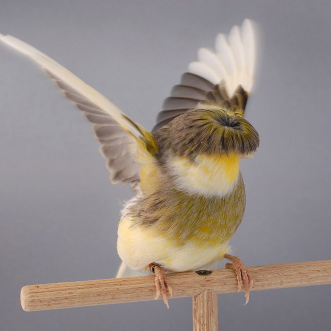 This bird has The Beatles haircut.