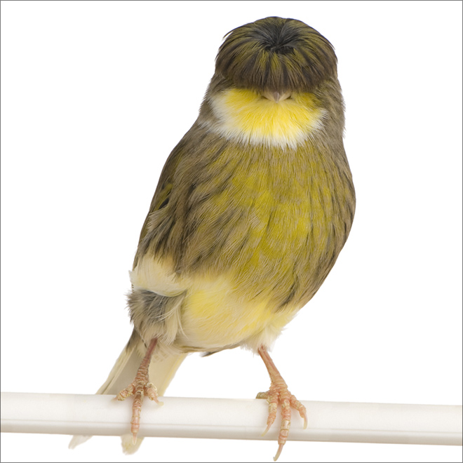 This bird has The Beatles haircut.