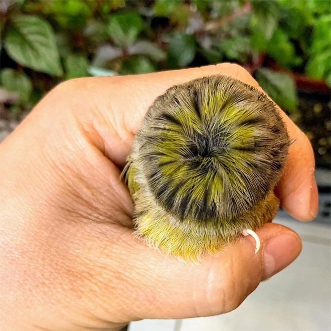 This bird has The Beatles haircut.