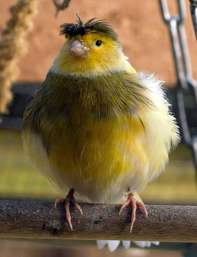 This bird has The Beatles haircut.