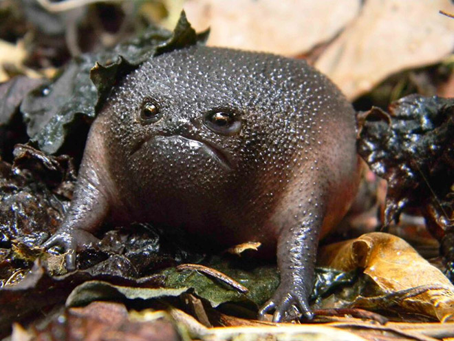 The world's grumpiest frog.