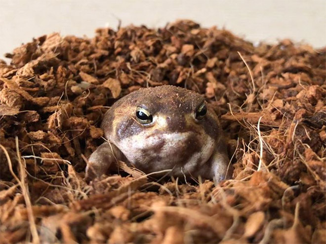 The world's grumpiest frog.