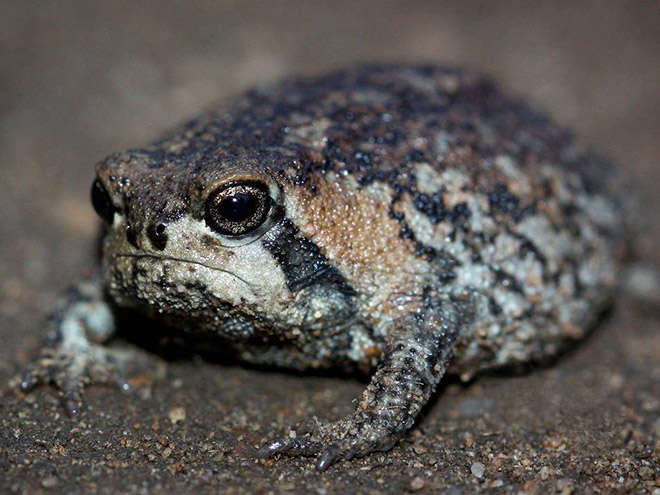 The world's grumpiest frog.