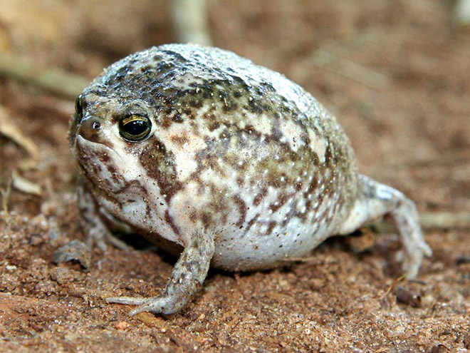 The world's grumpiest frog.