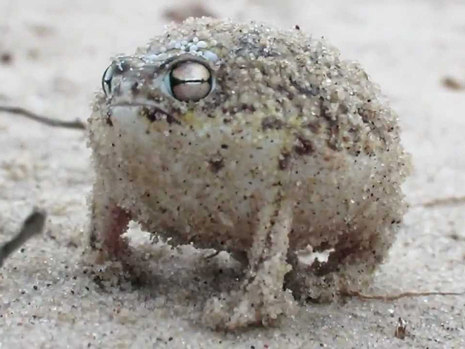 The world's grumpiest frog.