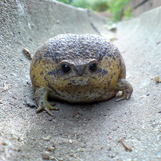 The world's grumpiest frog.