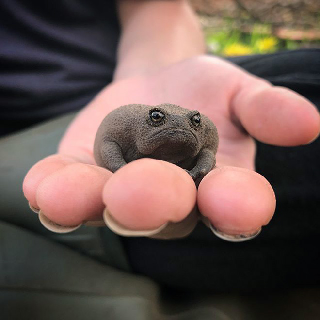 The world's grumpiest frog.