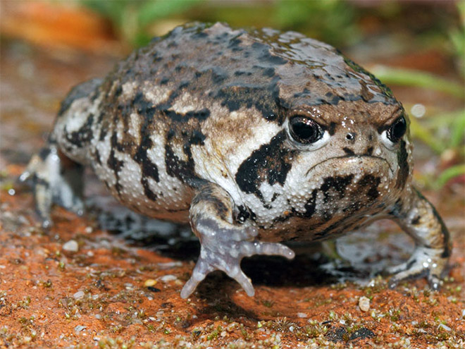 The world's grumpiest frog.