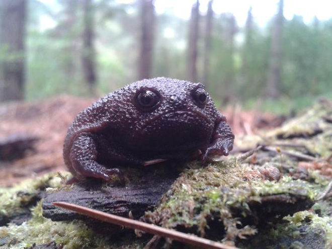 The world's grumpiest frog.