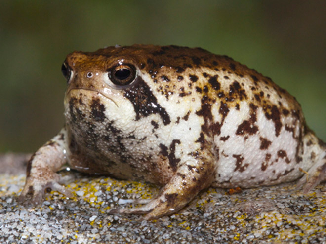 The world's grumpiest frog.