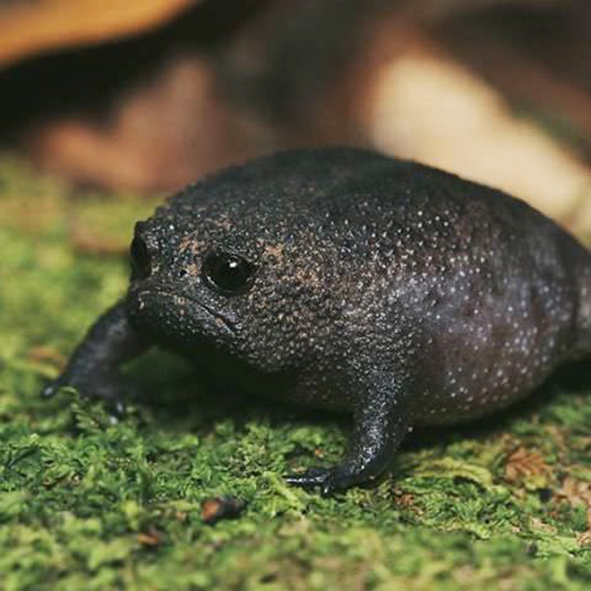 The world's grumpiest frog.