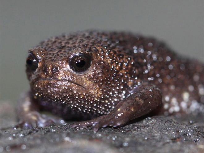 The world's grumpiest frog.